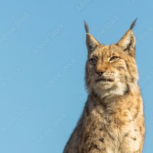 Meet your Posher, Isabella